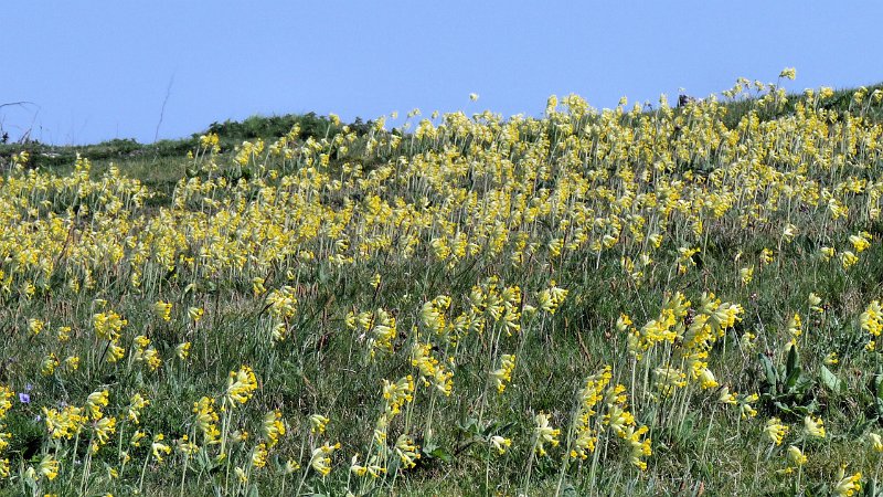 (82) Cowslips.JPG